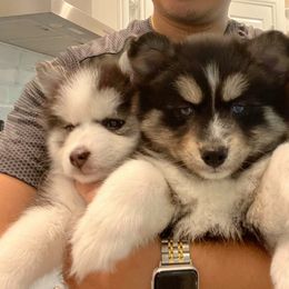 Pomsky Puppies from Pomskies of Windermere