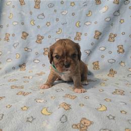 Charlie - Ruby male Cavalier King Charles Spaniel puppy in Pennsylvania from Julie's Cavalier King Charles Spaniels