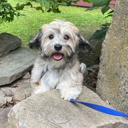 Salsa - Gold sable male Havanese puppy in Milford, New Jersey from Wyndward Havanese