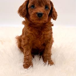 Dark Red No White - Red female Cavapoo puppy in Pentwater, Michigan from Dumaw Creeks Pups