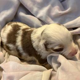 Amy - Red merle female Australian Shepherd puppy in Four Oaks, North Carolina from RoseWest Farms