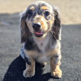 Dachshund Puppies from SchmooterBabies