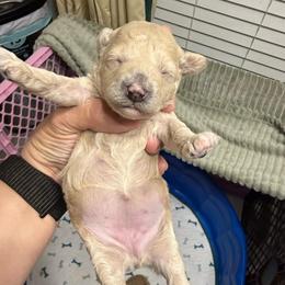 Dream - Cream female Poodle puppy in Azle, Texas from Texas Kissed K9s