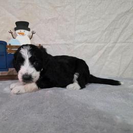 Champagne - Black and white female Sheepadoodle puppy in Weatherford, Texas from Oodles of poodles and doodles