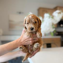 Crush - Cream male Goldendoodle puppy in Farmington, Utah from Happy Day Doodles