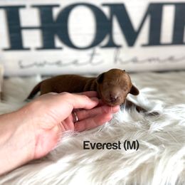 Everest - Red  male Poodle puppy in Queen Creek, Arizona from Poised Poodles