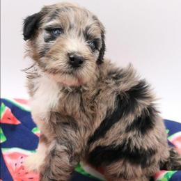 Green - Blue merle male Bernedoodle puppy in Lexington Park, Maryland from SUNNY SIDE DOODLES
