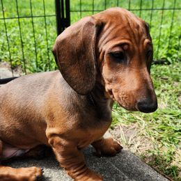 Dachshunds from Rosewood Kennels
