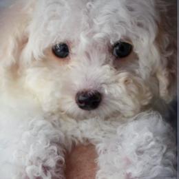 Maltipoo Puppies from Little Cupcakes and Pumkins Maltipoos