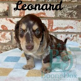 Leonard - Dapple male Dachshund puppy in Noble, Oklahoma from Marissa's Dachshunds (BooneDox Mini Dachshunds)