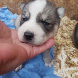 Cupid - Gray and white male Siberian Husky puppy in Mccool Junction, Nebraska from Sininger Lagoon