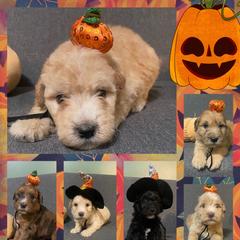 Whoodle puppies from Kalin’s K9s