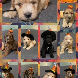 Whoodle puppies from Kalin’s K9s