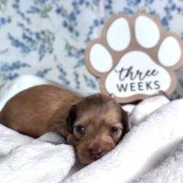 Benjamin Bunny - Cream male Dachshund puppy in Dothan, Alabama from Little House Pups