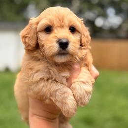 Pico - Apricot male Havapoo puppy in Huntsville, Alabama from Havapoo Kennels