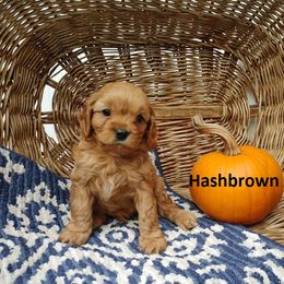 Cavapoo Puppies from Jessie's Puppies