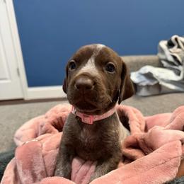 Angel (Pink) - Liver roan female German Shorthaired Pointer puppy in Williston, Vermont from Onyx Retrievers
