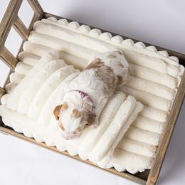 Cavapoo Puppies from North Ranch Doodles