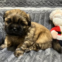 Boy 1 - Black and tan male Shih Tzu puppy in Fair Grove, Missouri from Hilltop Shih Tzus