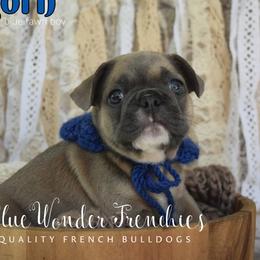 Aragorn - Blue fawn male French Bulldog puppy in Loxahatchee, Florida from Blue Wonder Frenchies