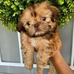 Nico - Chocolate and tan male Shih Tzu puppy in Corona, California from Ju Shih Tzu
