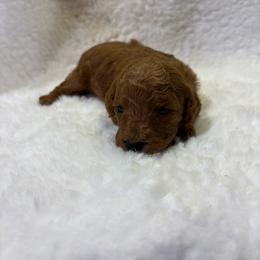Daisy - Red  female Goldendoodle puppy in Wever, Iowa from JK Royal Lines