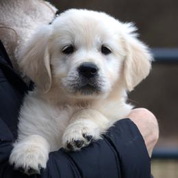 Green Girl - Light golden female Golden Retriever puppy in Hagerstown, Maryland from Pinewood Acres Goldens
