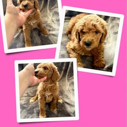 Jasmine - Red  female Goldendoodle puppy in Bluefield, Virginia from Love on a Leash
