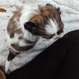 Shih Tzu Puppies from We Shih Tzu Not!