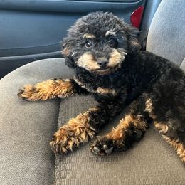Lizzie - Cavapoo