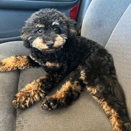 Lizzie - Cavapoo