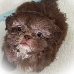 Girl 3 - Liver and white female Shih Tzu puppy in Ocala, Florida from Mimi's Shih-tzus of Ocala
