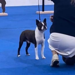 Stitch - Boston Terrier