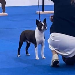 Stitch - Boston Terrier