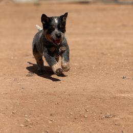 Australian Cattle Dog Puppies from West Valley Heelers
