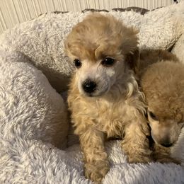 Goldendoodle and Poodle Puppies from South Sound Doodles