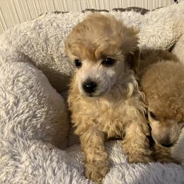 Goldendoodle and Poodle Puppies from South Sound Doodles