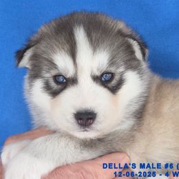 DELLA'S MALE 6 - Gray and white male Siberian Husky puppy in Manilla, Iowa from Bruck's Siberian Huskies