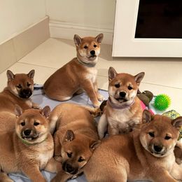 Shiba Inu Puppies from Obi’s Pups