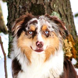 Lady - Miniature Australian Shepherd