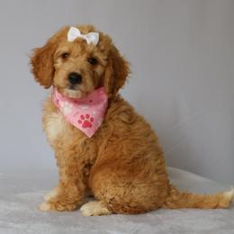 Chloe - Apricot female Goldendoodle puppy in Apopka, Florida from Rae Precious Puppies
