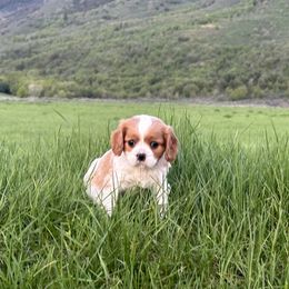 Cavalier King Charles Spaniel and Cavapoo Puppies from Sunny Hill Puppies