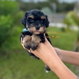 AKC Black and Tan-Red - Black and silver male Miniature Schnauzer puppy in Lake Placid, Florida from Love Giver Schnauzers