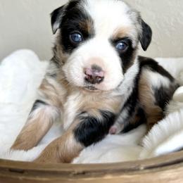 Monica - Blue merle Miniature Australian Shepherd puppy in Jerome, Idaho from Merrick Mini Aussies