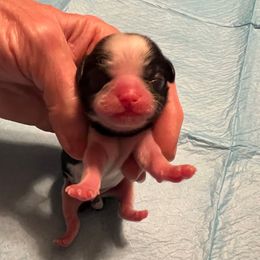 Grady - black collar - Black and white male Shih Tzu puppy in Mays Landing, New Jersey from Fancy Paws Shorkies & Shih Tzus