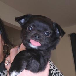 Boy 2 - Black and white male Chihuahua puppy in Lugoff, South Carolina from Cutie Pie Chihuahua's