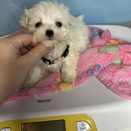 Little girl pink - White female Maltese puppy in Clover, South Carolina from Cudi’s Buddies