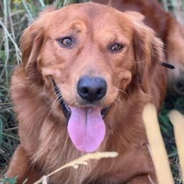 Ranger - Golden Retriever puppy from Rocky Mountain Field Goldens