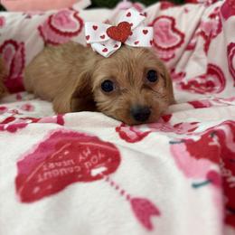 Eleanor - Wheaten female Dachshund puppy in Lake City, Florida from My Ditzy Doxies of Florida