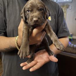 Nixon - Liver male German Shorthaired Pointer puppy in Eagle Pass, Texas from Rockin’ RMB